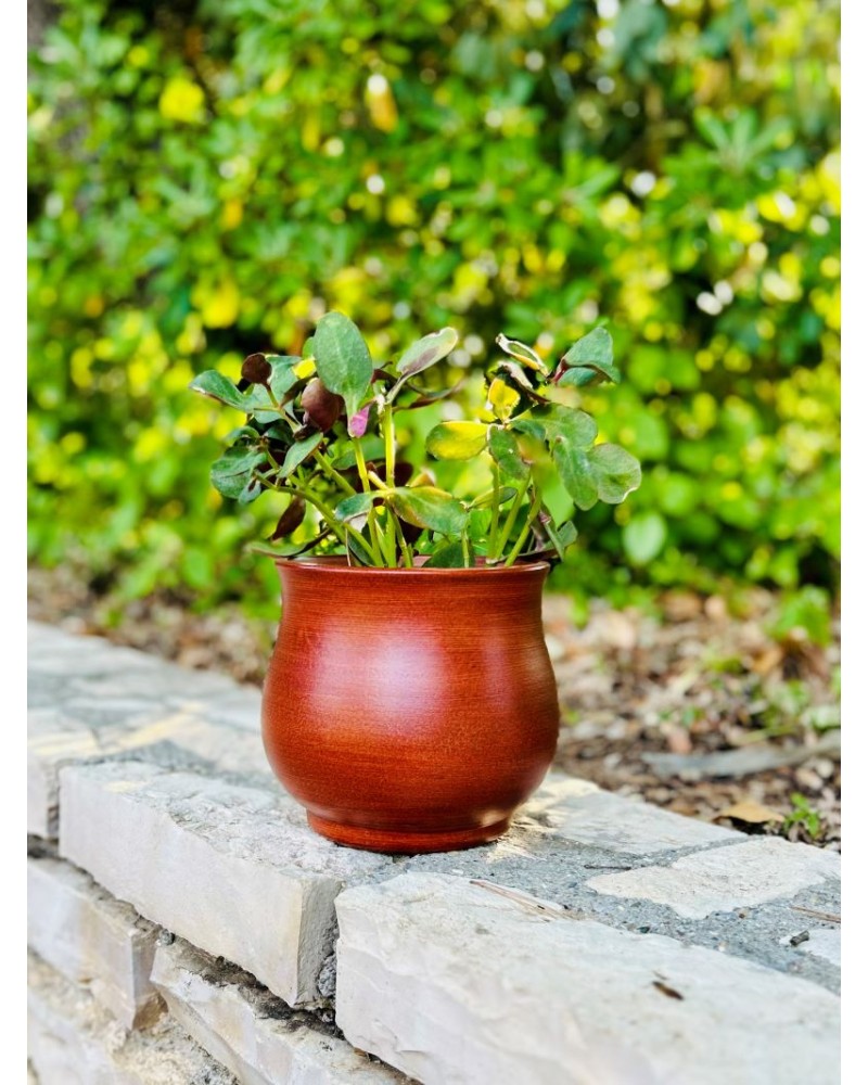 Orchidea Nature exterieur